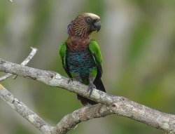 Anacã / Red-fan Parrot