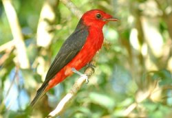 Anambé-militar / Crimson Fruitcrow