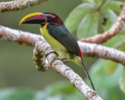 Araçari-miudinho / Green Aracari