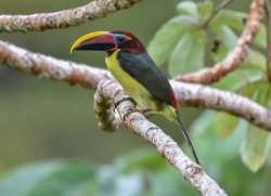 Araçari-miudinho / Green Aracari