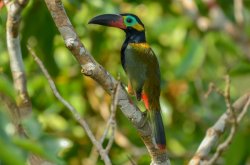 Araçari-negro / Guianan Toucanet