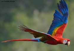 Araracanga / Scarlet Macaw