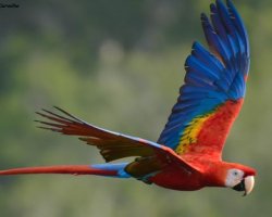 Araracanga / Scarlet Macaw