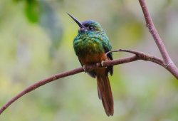 Ariramba-de-barba-branca / White-chinned Jacamar