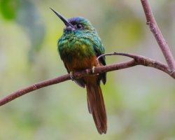 Ariramba-de-barba-branca / White-chinned Jacamar