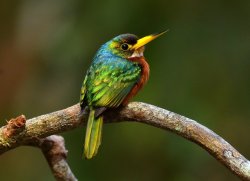 Ariramba-de-bico-amarelo / Yellow-billed Jacamar