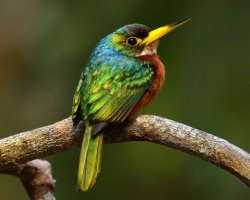 Ariramba-de-bico-amarelo / Yellow-billed Jacamar