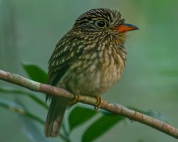 Barbudo-pardo / White-chested Puffbird