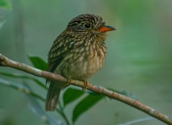 Barbudo-pardo / White-chested Puffbird