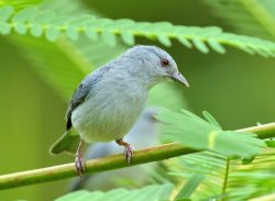 Figuinha-amazônica / Pearly-breasted Conebill