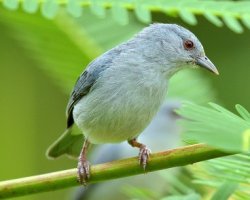 Figuinha-amazônica / Pearly-breasted Conebill