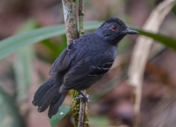 Formigueiro-de-hellmayr / Hellmayr's Antbird