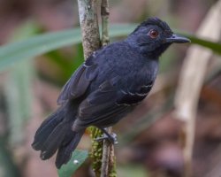 Formigueiro-de-hellmayr / Hellmayr's Antbird