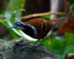 Formigueiro-ferrugem / Ferruginous-backed Antbird
