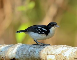 Formigueiro-preto-e-branco / Black-and-white Antbird