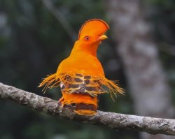 Galo-da-serra / Guianan Cock-of-the-rock