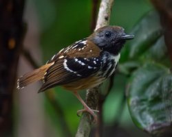 Guarda-floresta / Spot-backed Antbird