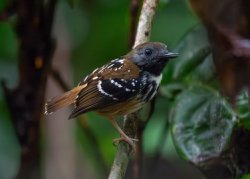 Guarda-floresta / Spot-backed Antbird