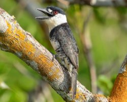 Macuru-de-pescoço-branco / Guianan Puffbird