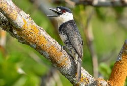 Macuru-de-pescoço-branco / Guianan Puffbird