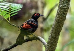 Mãe-de-taoca-avermelhada / Reddish-winged Bare-eye