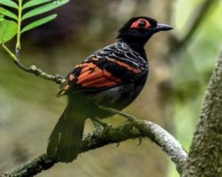 Mãe-de-taoca-avermelhada / Reddish-winged Bare-eye