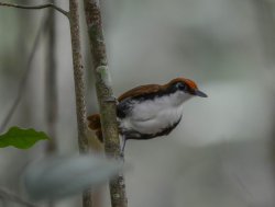 Mãe-de-taoca-bochechuda / White-cheeked Antbird