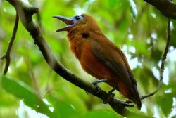 Maú / Capuchinbird