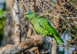 Papagaio-da-várzea / Festive Parrot