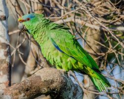 Papagaio-da-várzea / Festive Parrot