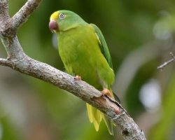 Periquito-testinha / Tui Parakeet