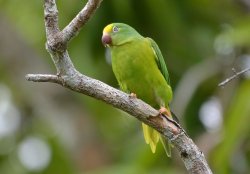 Periquito-testinha / Tui Parakeet