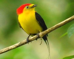 Rabo-de-arame / Wire-tailed Manakin