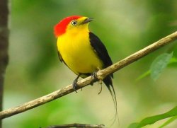 Rabo-de-arame / Wire-tailed Manakin