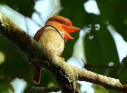 Rapazinho-de-colar / Collared Puffbird