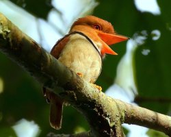 Rapazinho-de-colar / Collared Puffbird