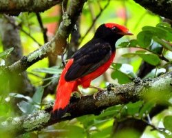 Saurá-de-pescoço-preto / Black-necked Red-Cotinga