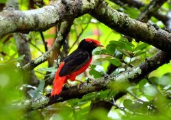 Saurá-de-pescoço-preto / Black-necked Red-Cotinga