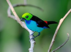 Sete-cores-da-amazônia / Paradise Tanager