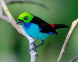 Sete-cores-da-amazônia / Paradise Tanager