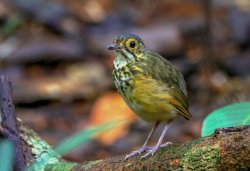 Torom-carijó / Spotted Antpitta