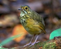 Torom-carijó / Spotted Antpitta