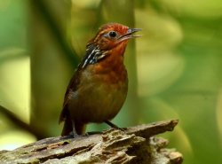 Uirapuru-da-guiana / Musician Wren