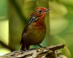 Uirapuru-da-guiana / Musician Wren