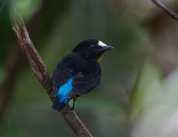 Uirapuru-estrela / White-fronted Manakin