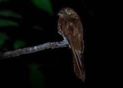 Urutau-ferrugem / Rufous Potoo