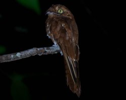 Urutau-ferrugem / Rufous Potoo