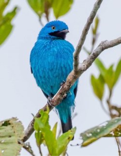 Anambé-turquesa / Plum-throated Cotinga