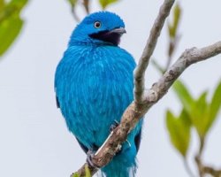 Anambé-turquesa / Plum-throated Cotinga