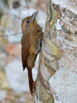 Arapaçu-galinha-ocidental / Deville's Woodcreeper